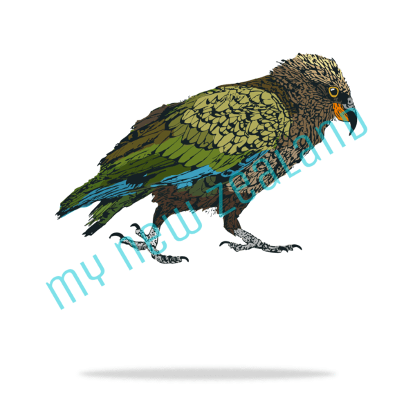 New Zealand Native Kea Bird