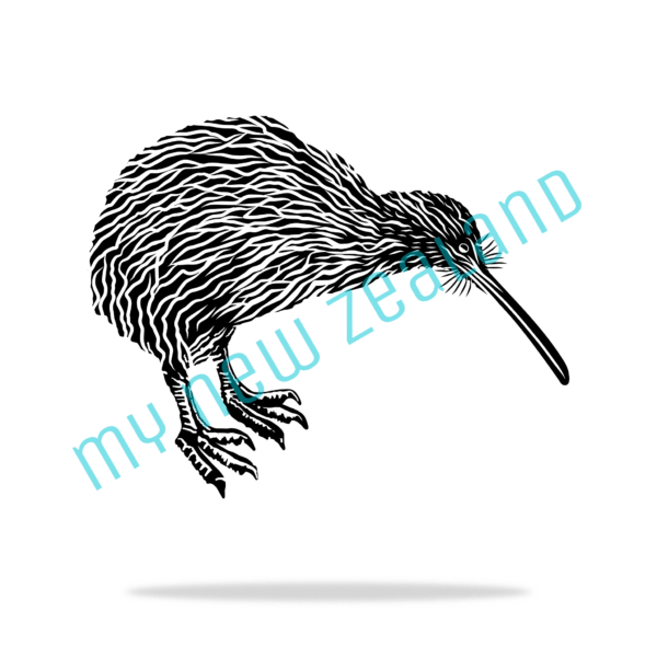 Kiwi Bird of New Zealand